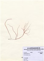 藏品(繩龍鬚菜)的圖片